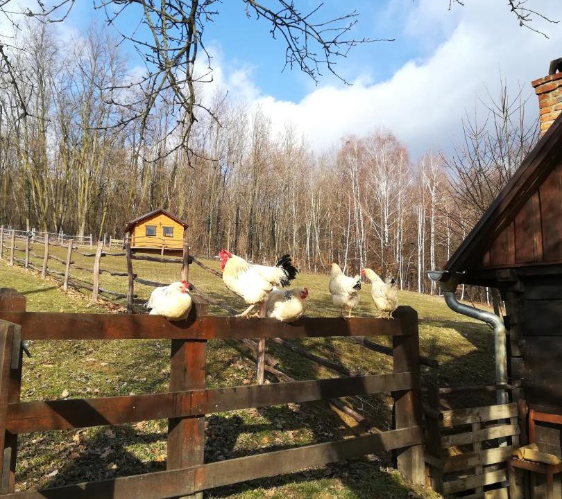 Photo of Others in Novi Marof