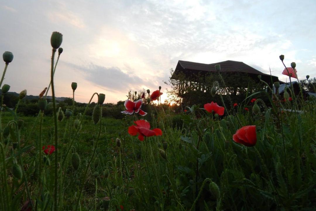 Photo of Others in Valea Danului