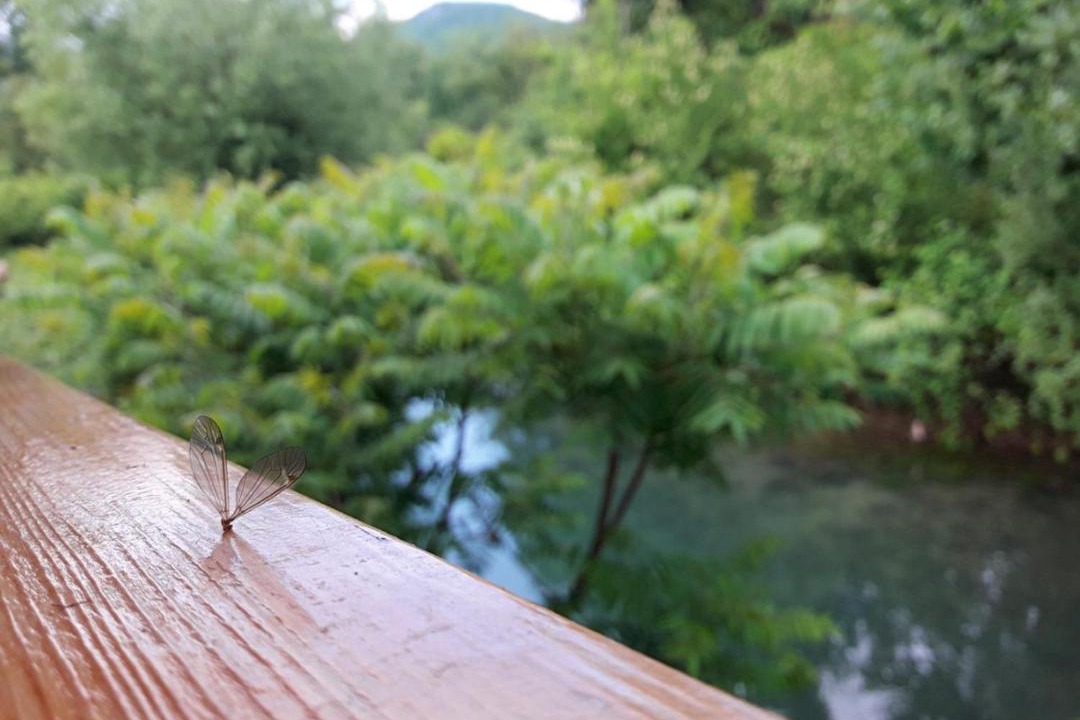 Photo of Others in Bihac