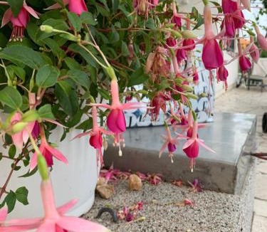 Kuciste Apartment | Apartments by the sea Kuciste - Perna, Peljesac - 4540